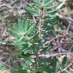 Banksia marginata (Silver Banksia) at Monga, NSW - Today by JaneR