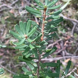 Banksia marginata (Silver Banksia) at Monga, NSW - 12 Mar 2025 by JaneR