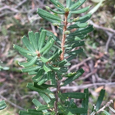 Banksia marginata (Silver Banksia) at Monga, NSW - 12 Mar 2025 by JaneR