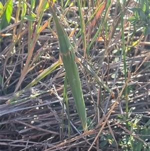 Acrida conica (Giant green slantface) at Theodore, ACT - 12 Mar 2025 by VeraKurz