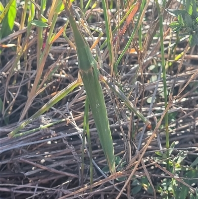 Acrida conica (Giant green slantface) at Theodore, ACT - Today by VeraKurz