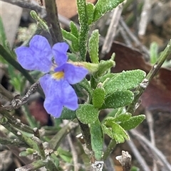 Dampiera stricta (Blue Dampiera) at Monga, NSW - 12 Mar 2025 by JaneR