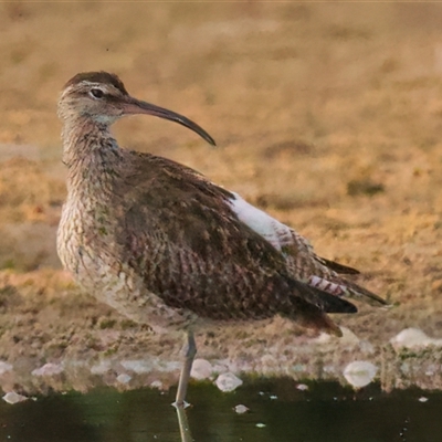 Numenius phaeopus (Whimbrel) at Tomakin, NSW - 11 Mar 2025 by jb2602