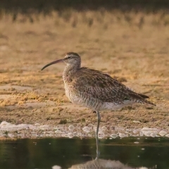 Numenius phaeopus at Tomakin, NSW - 11 Mar 2025 06:08 PM