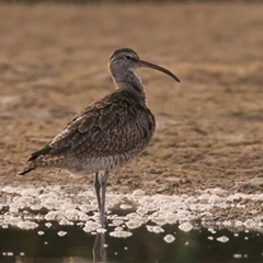 Numenius phaeopus at Tomakin, NSW - 11 Mar 2025 06:08 PM