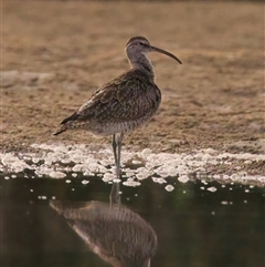 Numenius phaeopus at Tomakin, NSW - 11 Mar 2025 06:08 PM