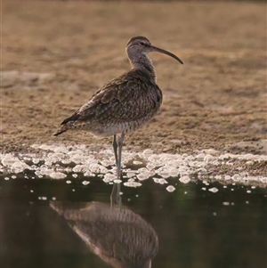 Numenius phaeopus at Tomakin, NSW - 11 Mar 2025 06:08 PM