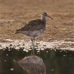 Numenius phaeopus at Tomakin, NSW - 11 Mar 2025 06:08 PM