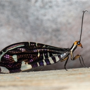 Porismus strigatus (Pied Lacewing) at Melba, ACT - 11 Mar 2025 by kasiaaus