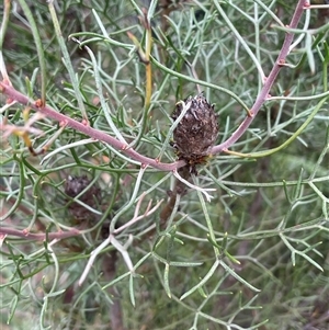 Petrophile sessilis at Monga, NSW - Today by JaneR