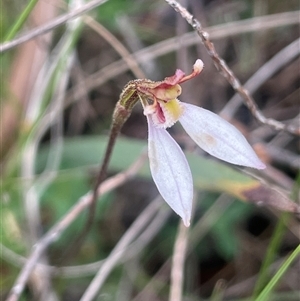 Eriochilus magenteus at Monga, NSW - Today by JaneR