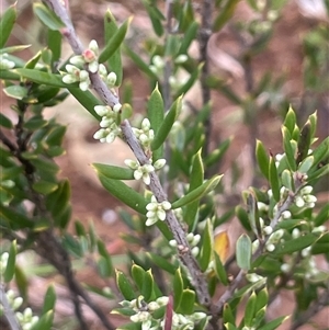 Monotoca scoparia (Broom Heath) at Monga, NSW - 12 Mar 2025 by JaneR