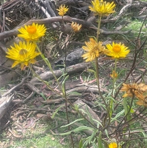 Xerochrysum bracteatum at Monga, NSW - Yesterday by JaneR