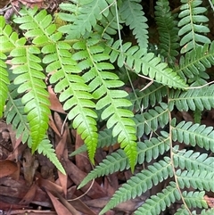 Cyathea australis subsp. australis (Rough Tree Fern) at Monga, NSW - 12 Mar 2025 by JaneR