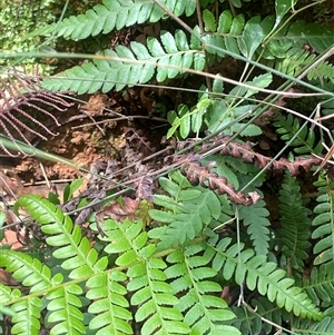 Cyathea australis subsp. australis at Monga, NSW - suppressed