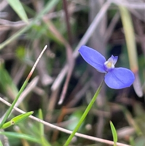 Comesperma sphaerocarpum (Broom Milkwort) at Monga, NSW - Yesterday by JaneR