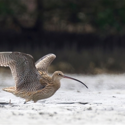 Numenius madagascariensis (Eastern Curlew) at Mossy Point, NSW - 11 Mar 2025 by jb2602