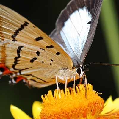 Jalmenus evagoras (Imperial Hairstreak) at Acton, ACT - 11 Mar 2025 by TimL