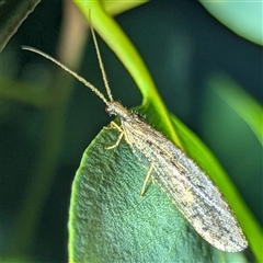 Oedosmylus tasmaniensis (Lacewing) at Kambah, ACT - 12 Mar 2025 by HelenCross