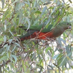 Alisterus scapularis (Australian King-Parrot) at Kambah, ACT - 12 Mar 2025 by LineMarie