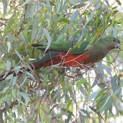 Alisterus scapularis (Australian King-Parrot) at Kambah, ACT - Yesterday by LineMarie