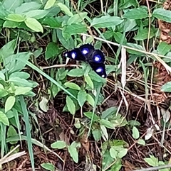 Hypolimnas bolina (Varied Eggfly) at Lorne, NSW - 12 Mar 2025 by Butlinz