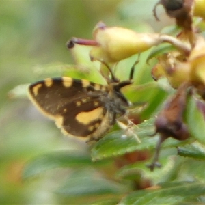 Cebysa leucotelus at Braemar, NSW - 12 Mar 2025 01:58 PM