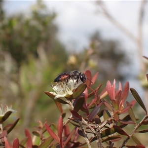 Apiformes (informal group) at Springwood, NSW - 16 Nov 2024 by SapphFire