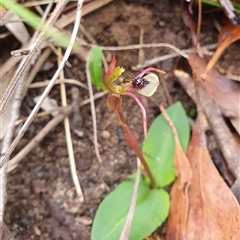 Chiloglottis seminuda (Turtle Orchid) by Aussiegall