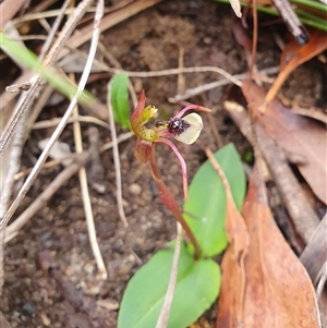 Chiloglottis seminuda at suppressed - suppressed