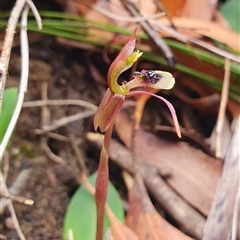 Chiloglottis seminuda at suppressed - suppressed