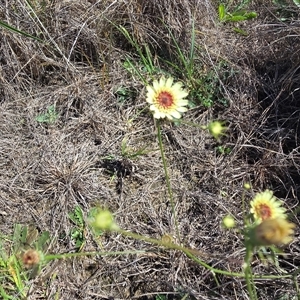 Tolpis barbata (Yellow Hawkweed) at Mawson, ACT - Today by Mike