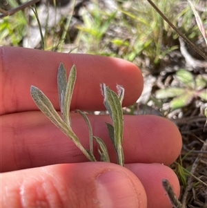 Chrysocephalum apiculatum (Common Everlasting) at Rendezvous Creek, ACT - 17 Feb 2025 by JamesVandersteen