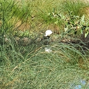 Threskiornis molucca at Bowning, NSW - suppressed