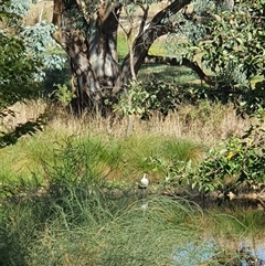 Threskiornis molucca at Bowning, NSW - suppressed