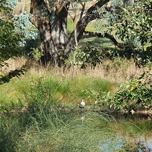 Threskiornis molucca at Bowning, NSW - suppressed