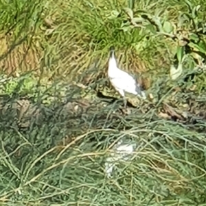 Threskiornis molucca at Bowning, NSW - suppressed