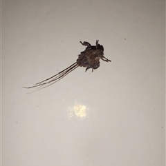 Fulgoroidea (superfamily) at Wirlinga, NSW - 13 Mar 2025 02:25 PM