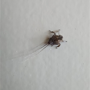 Fulgoroidea (superfamily) at Wirlinga, NSW - 13 Mar 2025 02:25 PM