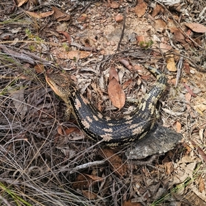 Tiliqua nigrolutea at Captains Flat, NSW - 13 Mar 2025 02:35 PM