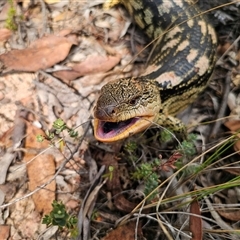 Tiliqua nigrolutea at Captains Flat, NSW - 13 Mar 2025 02:35 PM