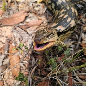 Tiliqua nigrolutea at Captains Flat, NSW - 13 Mar 2025 02:35 PM