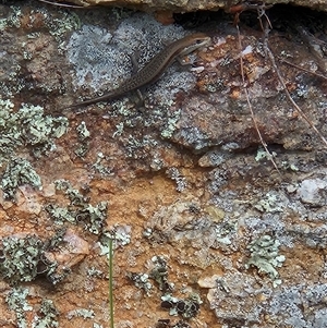 Carlia tetradactyla at Tharwa, ACT - 11 Mar 2025 12:42 PM