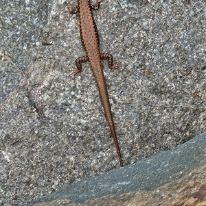Eulamprus heatwolei at Tharwa, ACT - 12 Mar 2025 02:13 PM