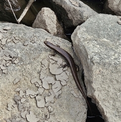 Eulamprus heatwolei at Tharwa, ACT - 12 Mar 2025 02:13 PM