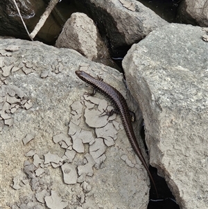 Eulamprus heatwolei at Tharwa, ACT - 12 Mar 2025 02:13 PM