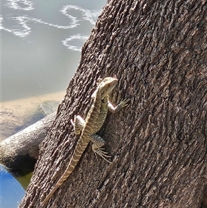 Intellagama lesueurii at Uriarra Village, ACT - 9 Mar 2025 02:33 PM