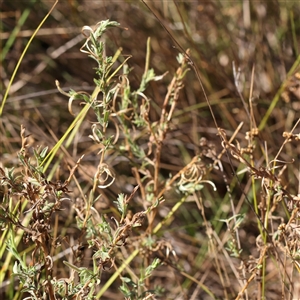 Epilobium hirtigerum at Bellmount Forest, NSW - 16 Feb 2025 10:15 AM