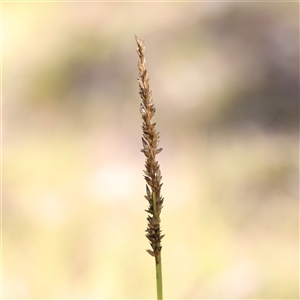 Carex appressa at Bellmount Forest, NSW - 16 Feb 2025 10:18 AM