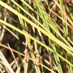 Carex appressa at Bellmount Forest, NSW - 16 Feb 2025 10:18 AM